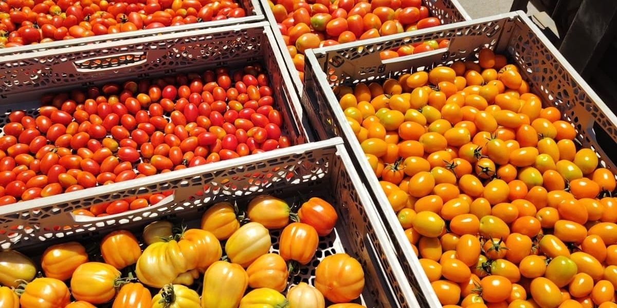 I campi di Ortofrutticola Medea