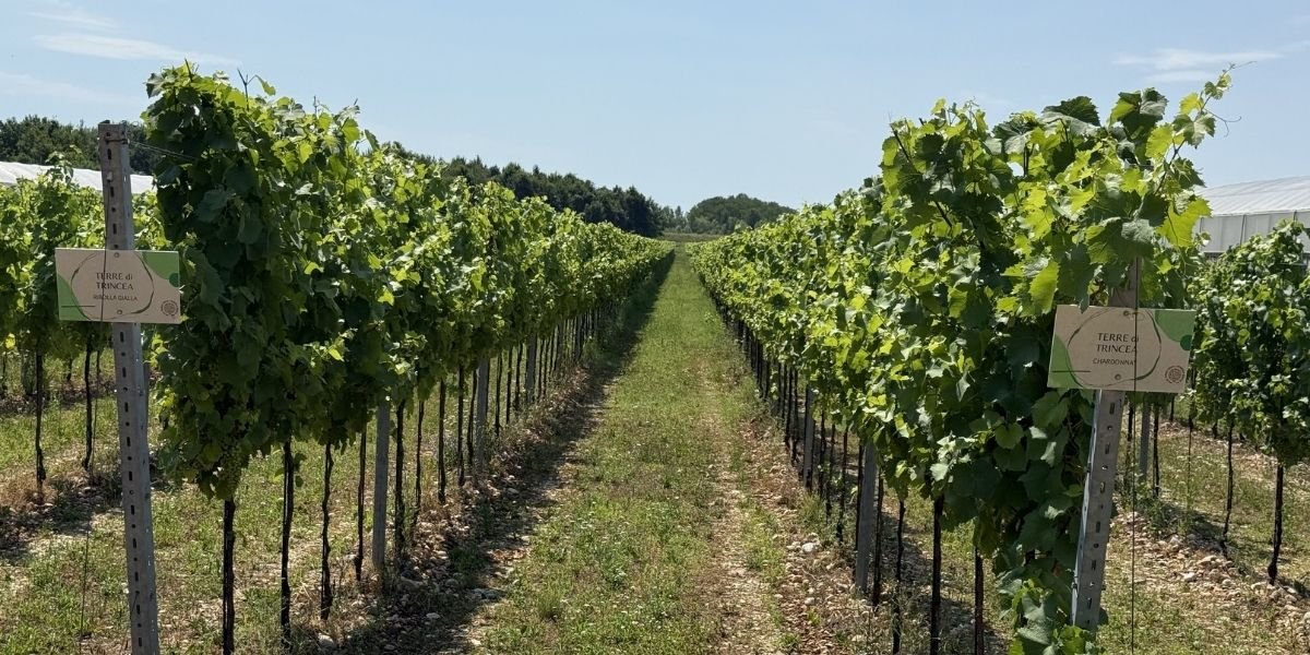 Esperienze tra vigneti e trincee